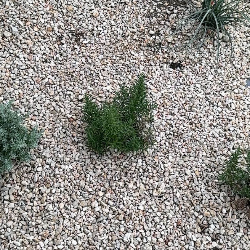 Photo of the plant species Prickly Russian Thistle by @DreamyGalega31 named Bieber on Greg, the plant care app