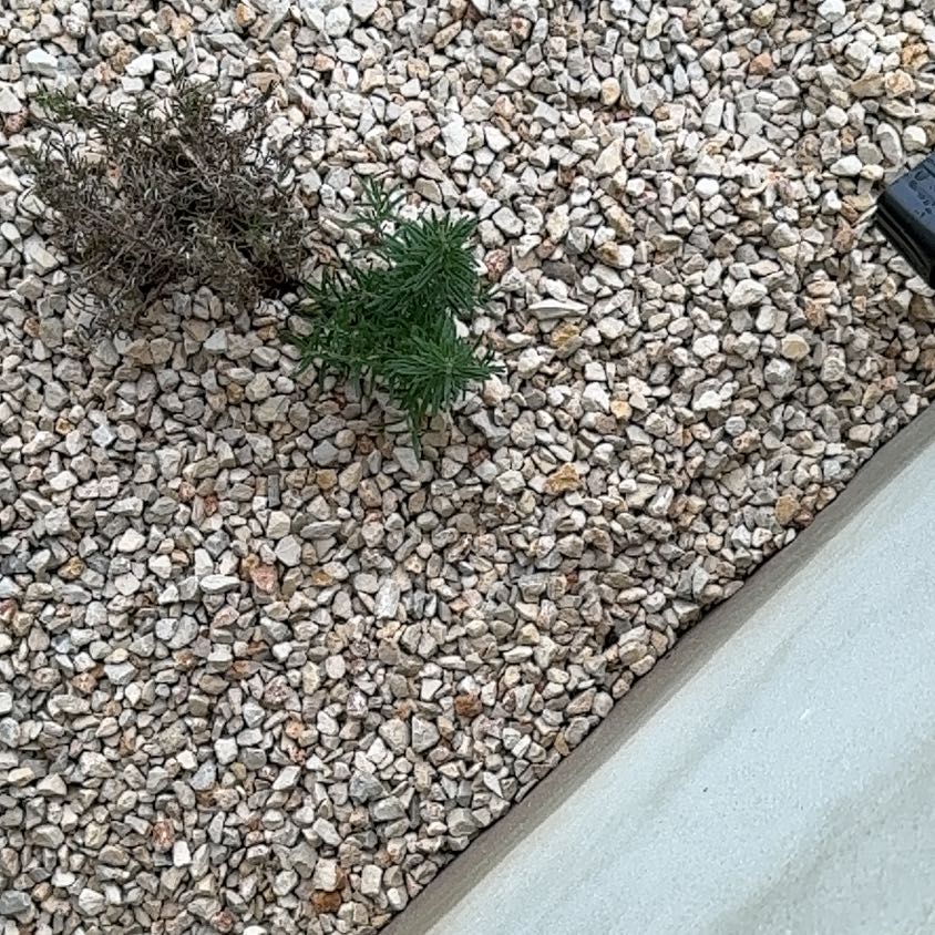 Photo of the plant species Prickly Russian Thistle by @DreamyGalega31 named Robert Plant on Greg, the plant care app
