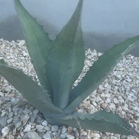 Photo of the plant species Agave Raksasa by @DreamyGalega31 named Planty on Greg, the plant care app