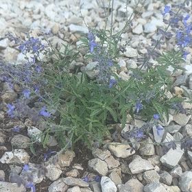 Photo of the plant species Mealycup Sage by @DreamyGalega31 named Peter Parker on Greg, the plant care app