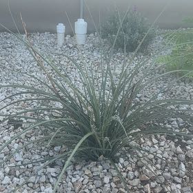 Photo of the plant species Maiden Grass by @DreamyGalega31 named Willow on Greg, the plant care app