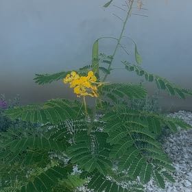 Photo of the plant species Pride Of Barbados by @DreamyGalega31 named Leaf Erickson on Greg, the plant care app