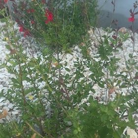 Photo of the plant species Autumn Sage by @DreamyGalega31 named Foxxy on Greg, the plant care app