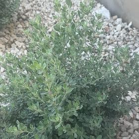Photo of the plant species Cenicilla by @DreamyGalega31 named Rihanna on Greg, the plant care app