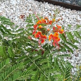 Photo of the plant species Red Bird Of Paradise by @DreamyGalega31 named Mochi on Greg, the plant care app