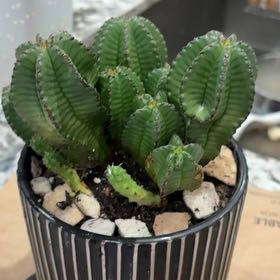 Photo of the plant species Tanzanian Zipper Plant by @WholesomeMira82 named Taylor Swift on Greg, the plant care app
