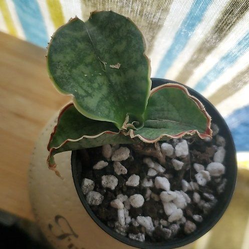 Photo of the plant species Snake Plant Silver Blue by @Rawrxie named Garlic on Greg, the plant care app