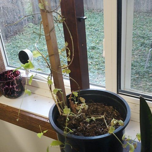 Photo of the plant species Hop by @Rawrxie named HopsVine on Greg, the plant care app