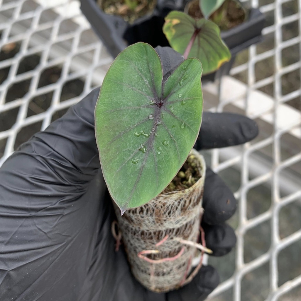 Photo of the plant species Black Magic Elephant Ear by @SurefireCowbane named Spike Leaves on Greg, the plant care app