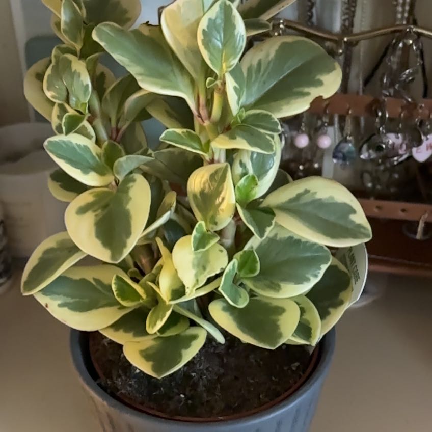 Photo of the plant species Peperomia Citrus Twist by @BuoyantDaisy23 named Marley on Greg, the plant care app