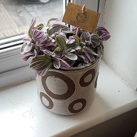 Photo of the plant species Sweet Sweetness by @KeenWildramp10 named Viola on Greg, the plant care app