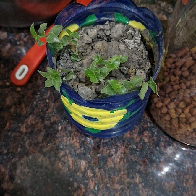 Photo of the plant species Turtle Vine by @KookyTawa26 named Navajo on Greg, the plant care app