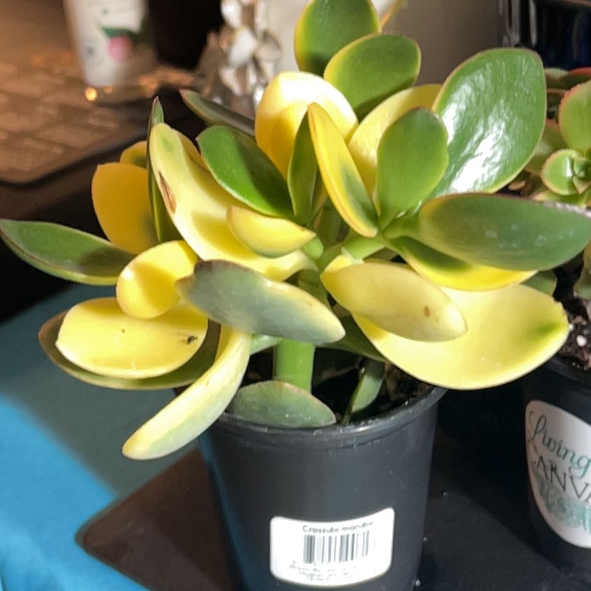 Photo of the plant species Gullfeed by @PromptNeem54 named Lebron on Greg, the plant care app