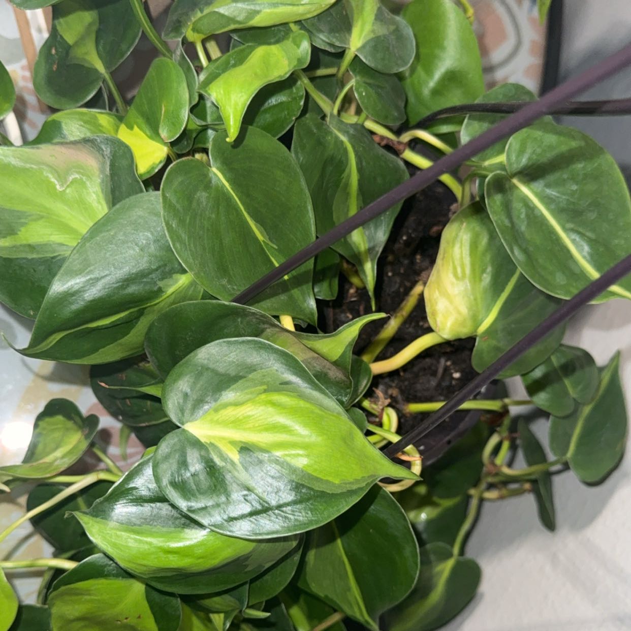 Photo of the plant species Heartleaf philodendron varigated by @StellarBogbean named Remington on Greg, the plant care app