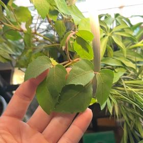 Photo of the plant species Japanese Ivy by @FineCyclamen49 named Luna on Greg, the plant care app