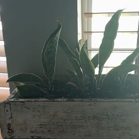 Photo of the plant species Whale Tale Mangave by @FineCyclamen49 named Nemo on Greg, the plant care app