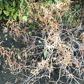 Photo of the plant species Fragrant Virgin's Bower by @MajorOnion79 named Miley on Greg, the plant care app
