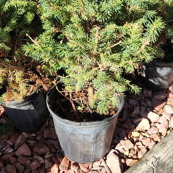Photo of the plant species Meyer's Spruce by @ZarfRussianvine named Leaf Erickson on Greg, the plant care app