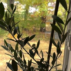Photo of the plant species Arbequina Olive Tree by @EarlyIcarus30 named Arbequina on Greg, the plant care app