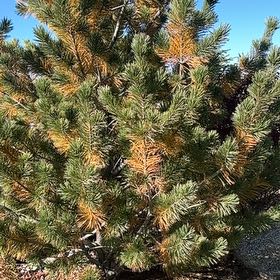 Photo of the plant species Dwarf Mountain Pine by @FlashyBogarum95 named Oscar on Greg, the plant care app