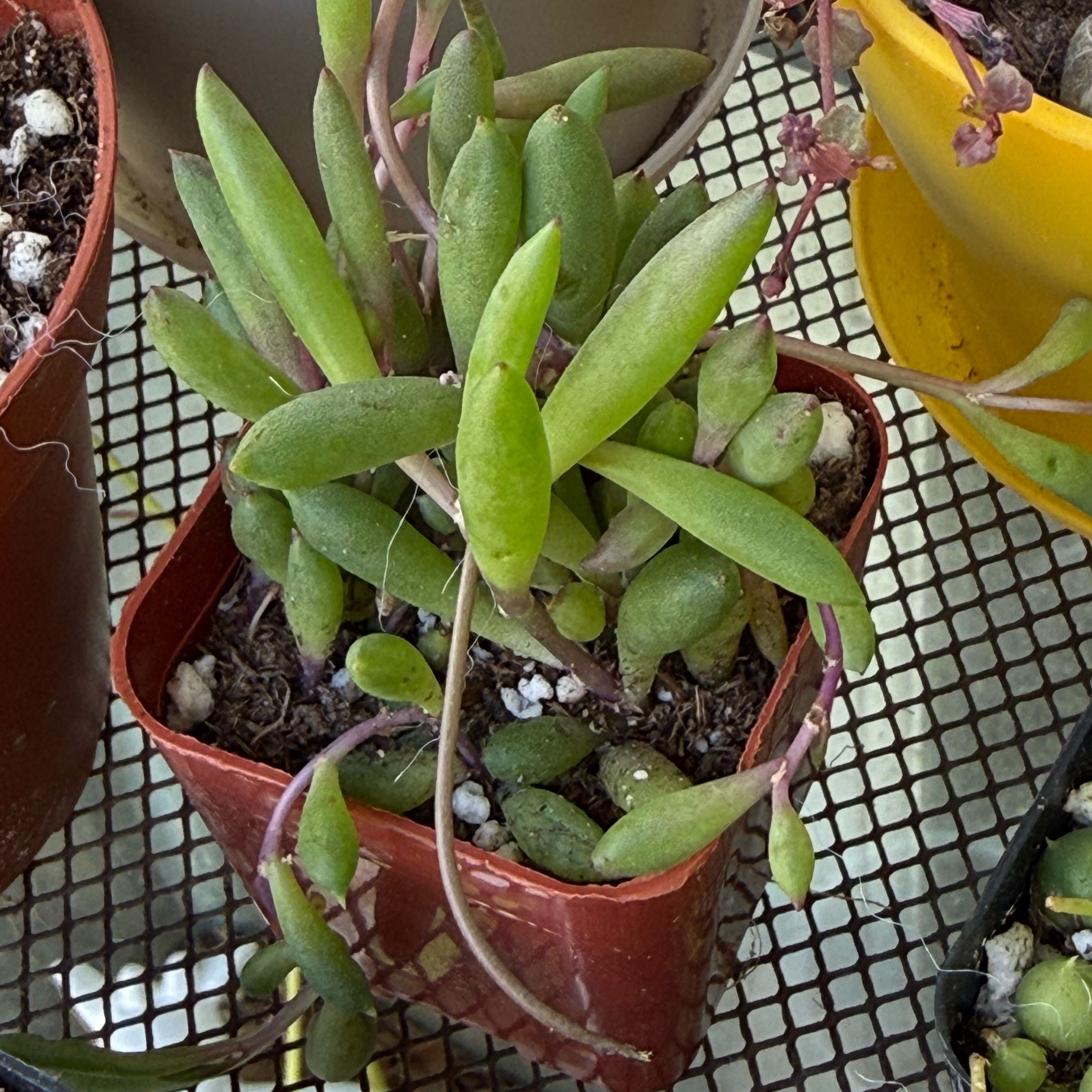 Photo of the plant species Ruby Necklace Plant by @FoxyLippia76 named Ruby on Greg, the plant care app