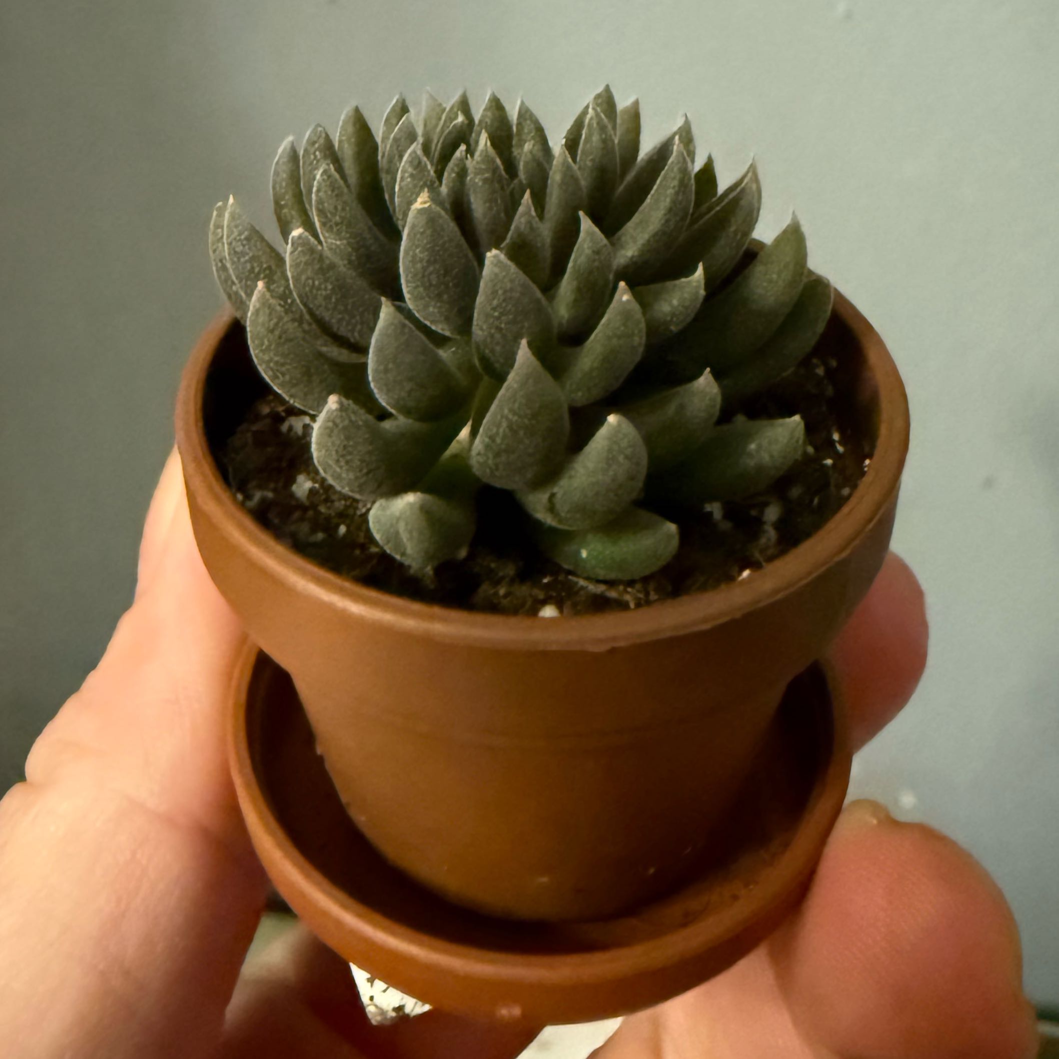 Photo of the plant species Chinese Jade by @FoxyLippia76 named Urchin on Greg, the plant care app