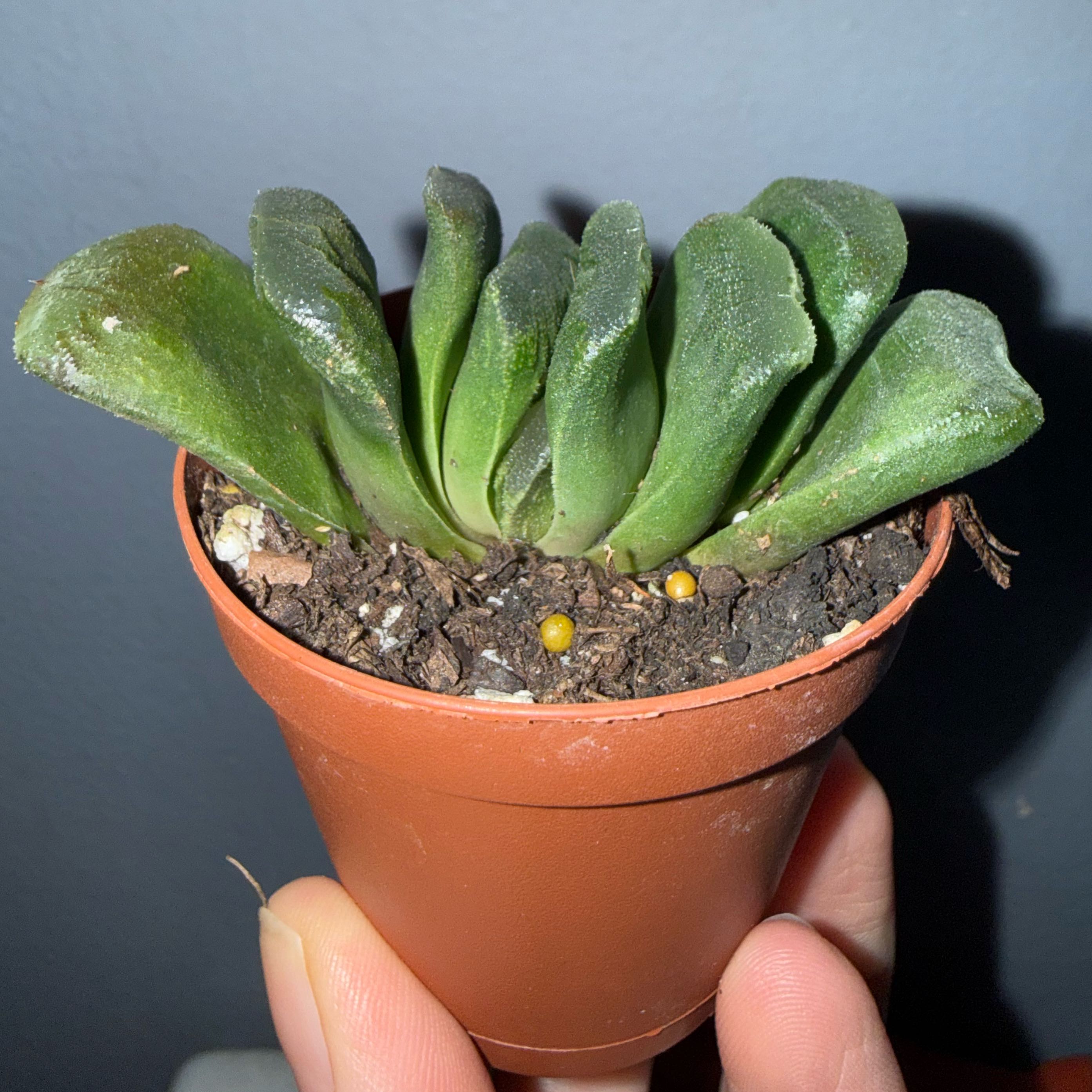 Photo of the plant species Horse's Teeth by @FoxyLippia76 named Charlie on Greg, the plant care app