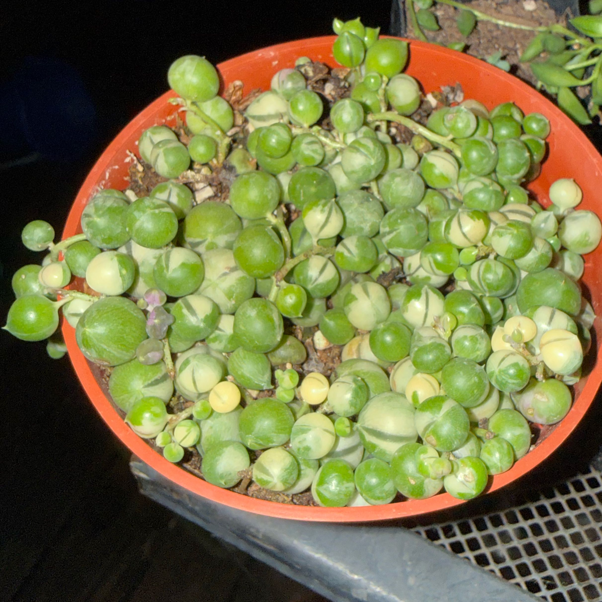 Photo of the plant species Varigated String of Pearls by @FoxyLippia76 named Madonna on Greg, the plant care app