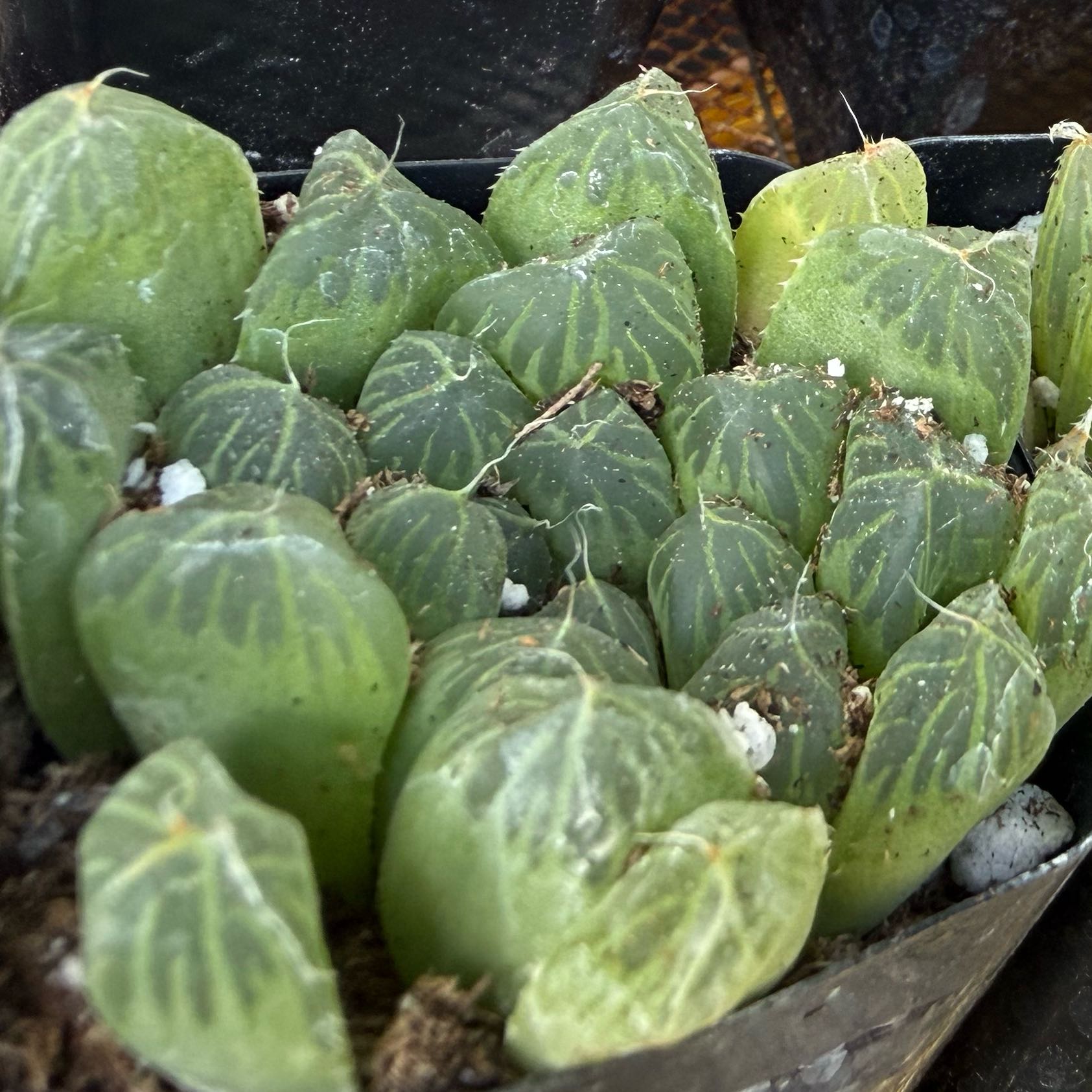 Photo of the plant species haworthia cooperi 'Truncata' by @FoxyLippia76 named Rihanna on Greg, the plant care app