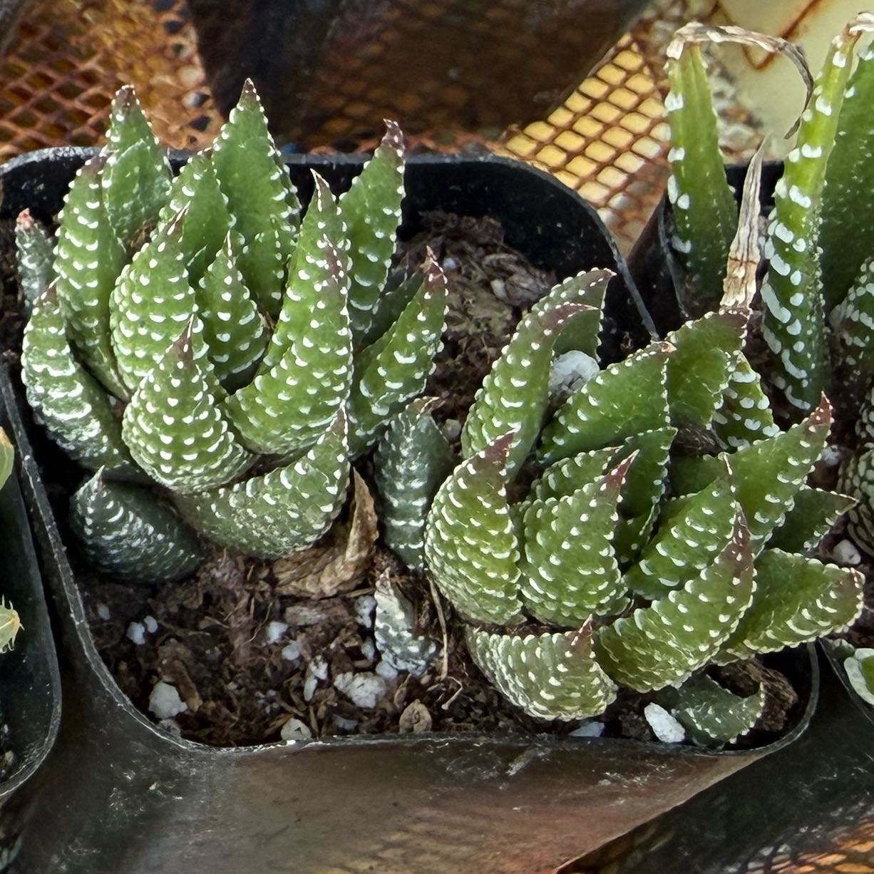 Photo of the plant species Kingiana Haworthia by @FoxyLippia76 named Einstein on Greg, the plant care app