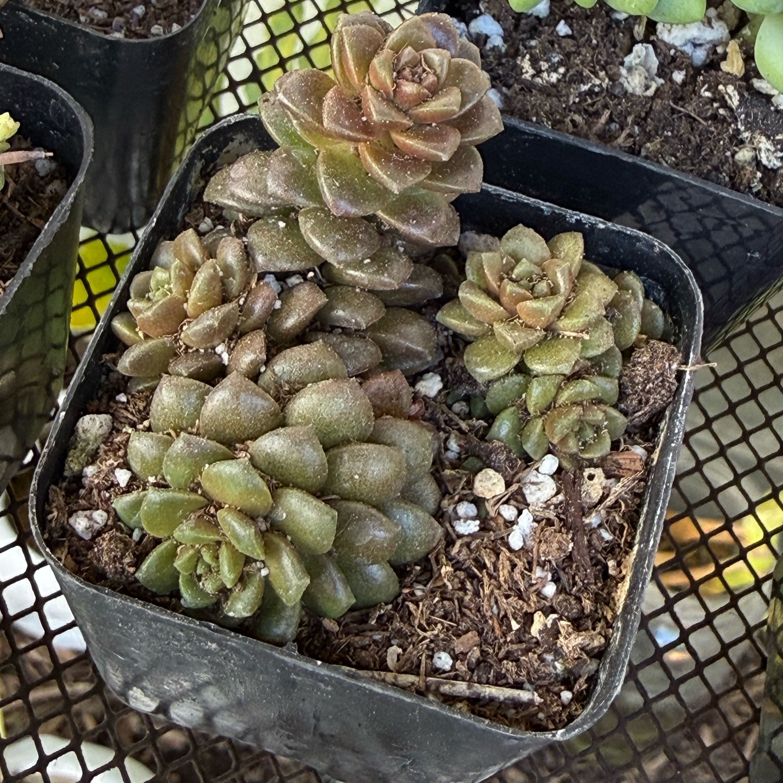 Photo of the plant species Cremnosedum 'Little Gem' by @FoxyLippia76 named Fernie Mac on Greg, the plant care app