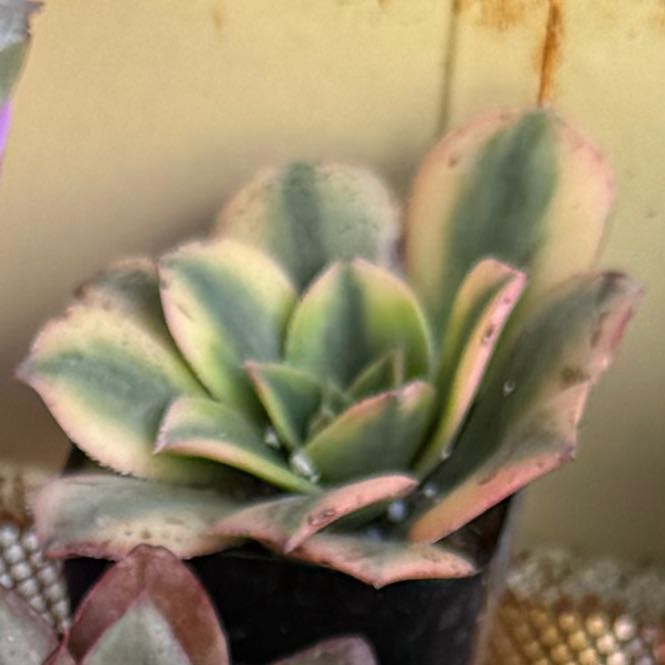 Photo of the plant species Assorted Aeonium by @FoxyLippia76 named Sigmund on Greg, the plant care app