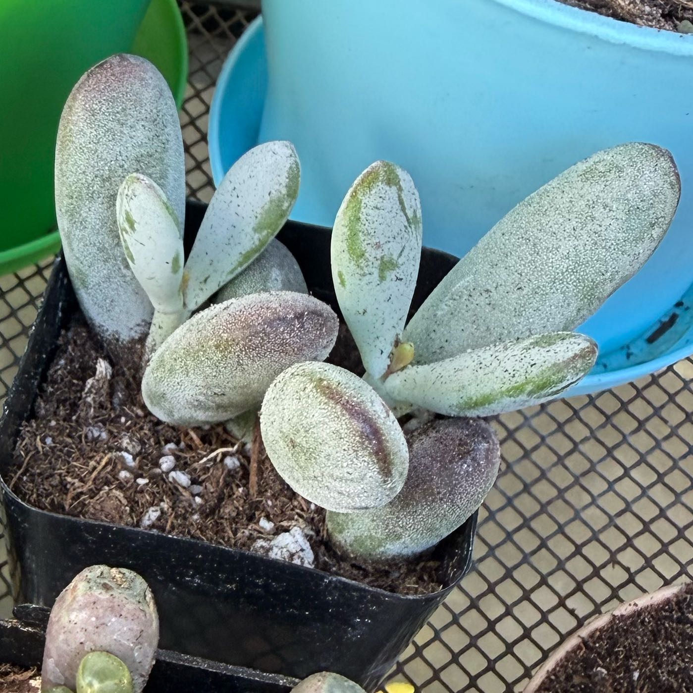 Photo of the plant species Silver Peak by @FoxyLippia76 named Anne on Greg, the plant care app