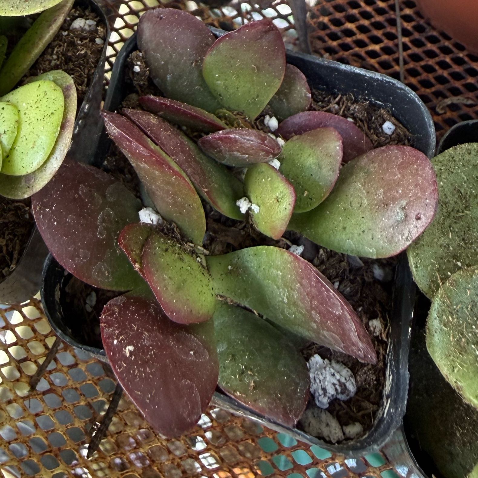 Photo of the plant species Akai Jade by @FoxyLippia76 named Gregarious on Greg, the plant care app