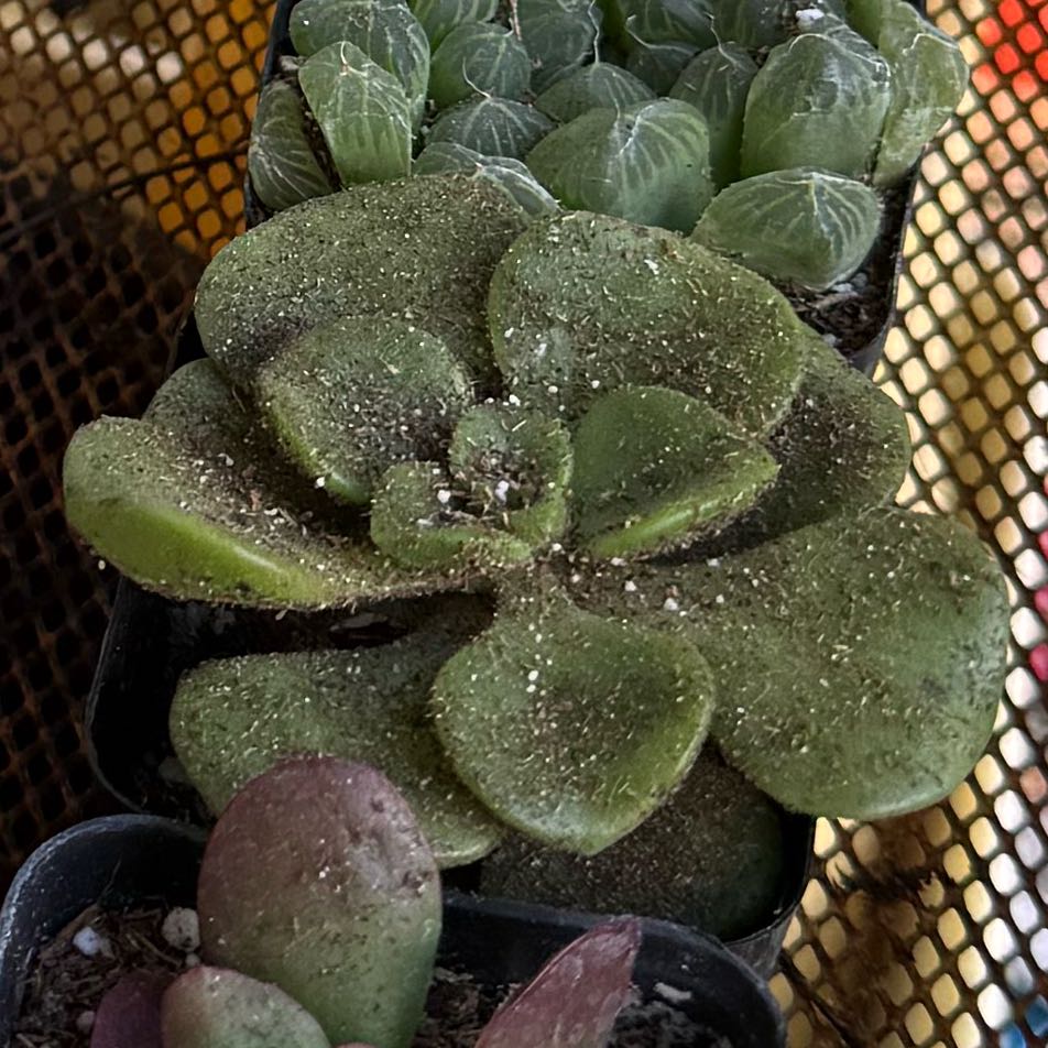 Photo of the plant species Aeonium 'Lily Pad' by @FoxyLippia76 named Ronaldo on Greg, the plant care app