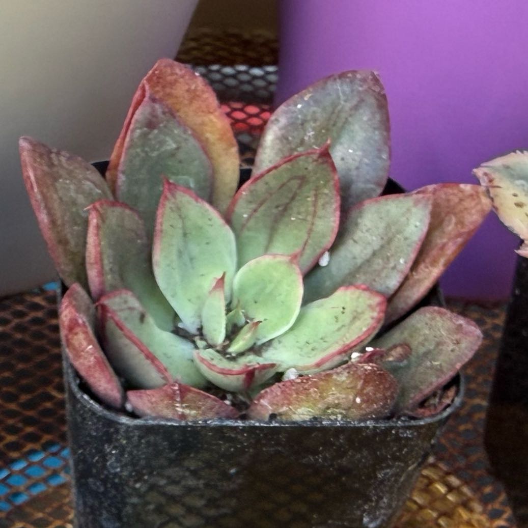 Photo of the plant species Echeveria 'Ana Lu' by @FoxyLippia76 named Leonardo on Greg, the plant care app