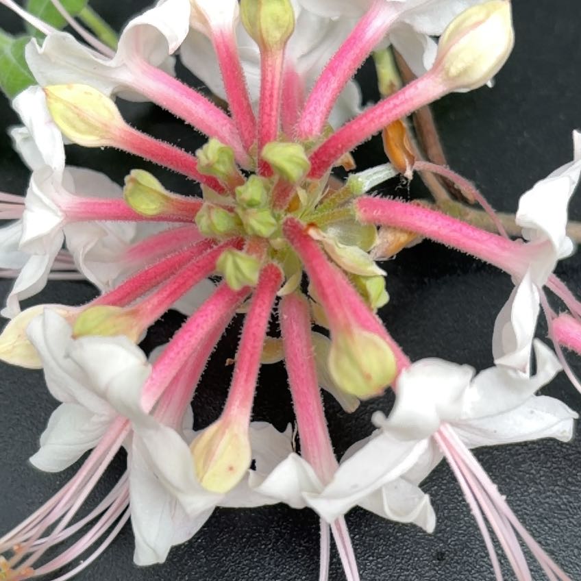 Photo of the plant species Mountain Azalea by @WinFlax29 named McKinley on Greg, the plant care app