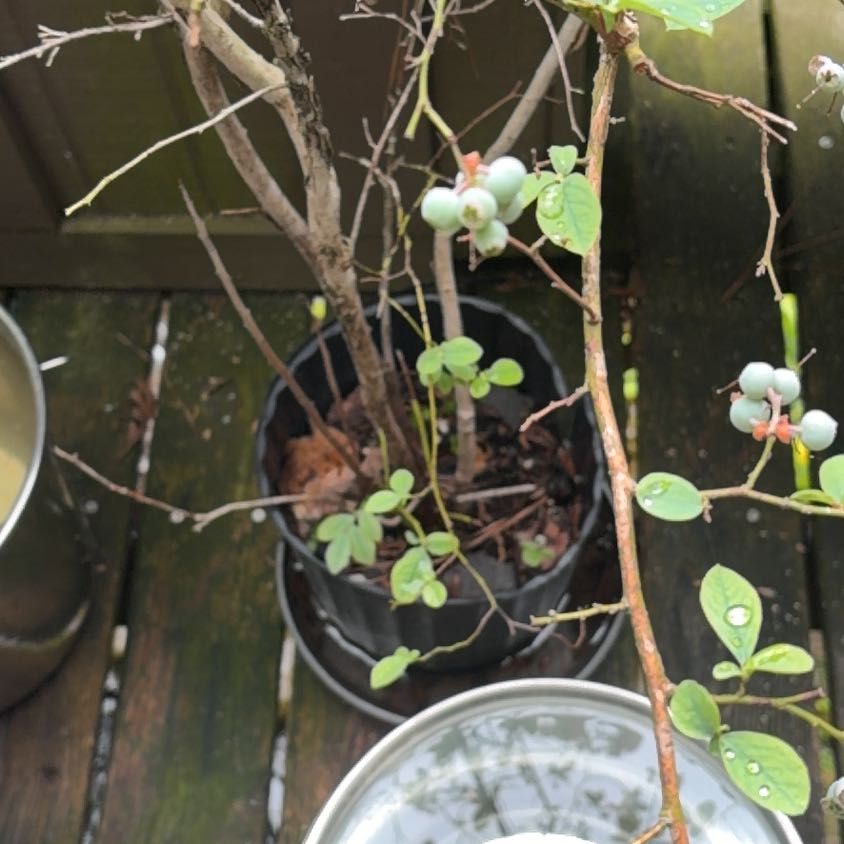 Photo of the plant species Acorn Peperomia by @WinFlax29 named Kylie on Greg, the plant care app