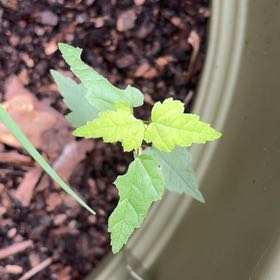 Photo of the plant species Crabweed by @WinFlax29 named Lavender on Greg, the plant care app