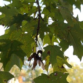 Photo of the plant species Sugar Maple by @FlyingPukatea19 named Peter Parker on Greg, the plant care app