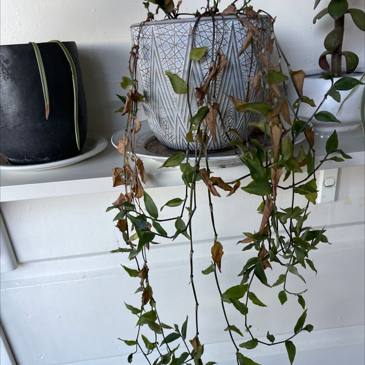 Tahitian Bridal Veil plant with trailing stems, some leaves browning and yellowing, in a decorative pot on a shelf.