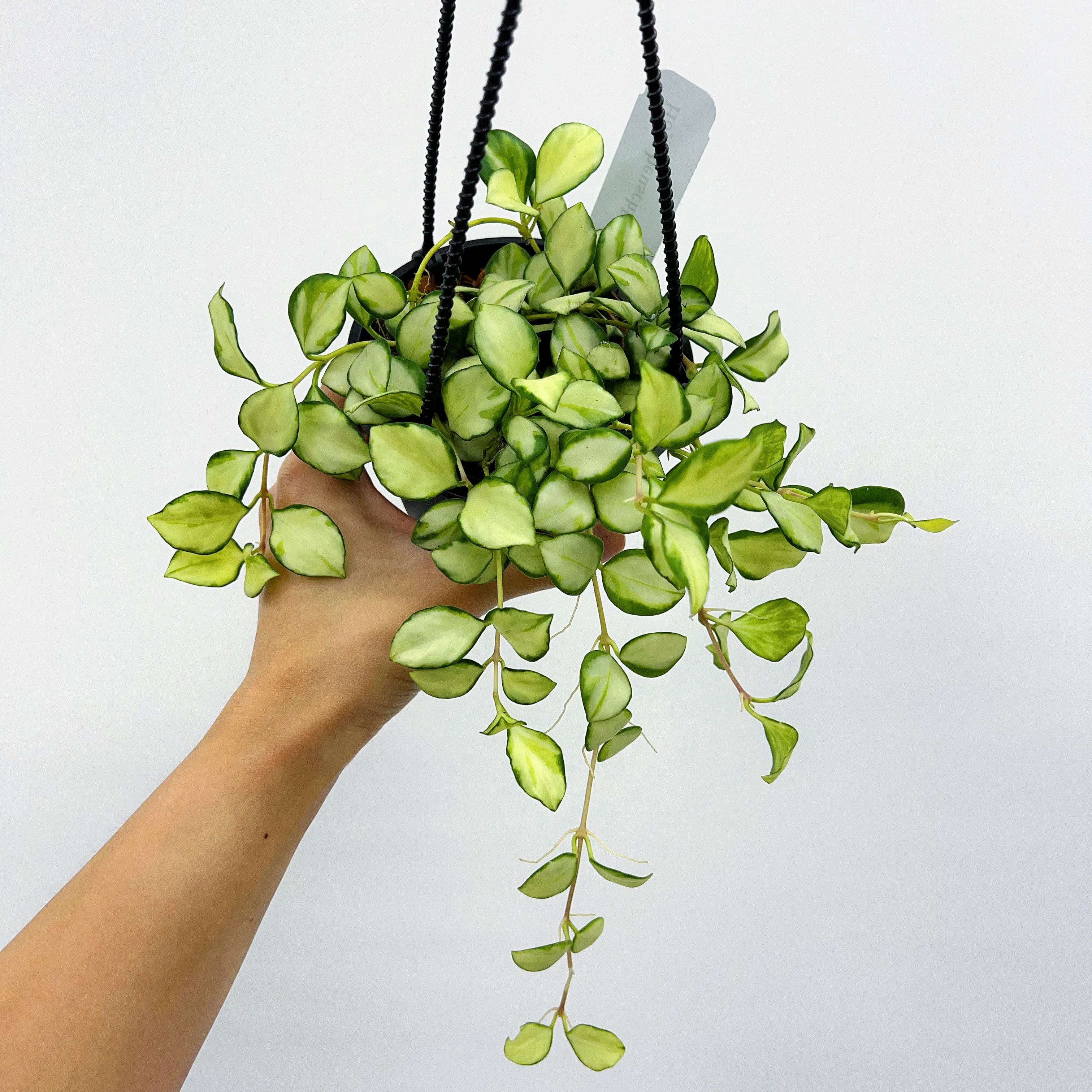 Photo of the plant species Hoya heuschkeliana by @TryRedash0 named Wall-E on Greg, the plant care app