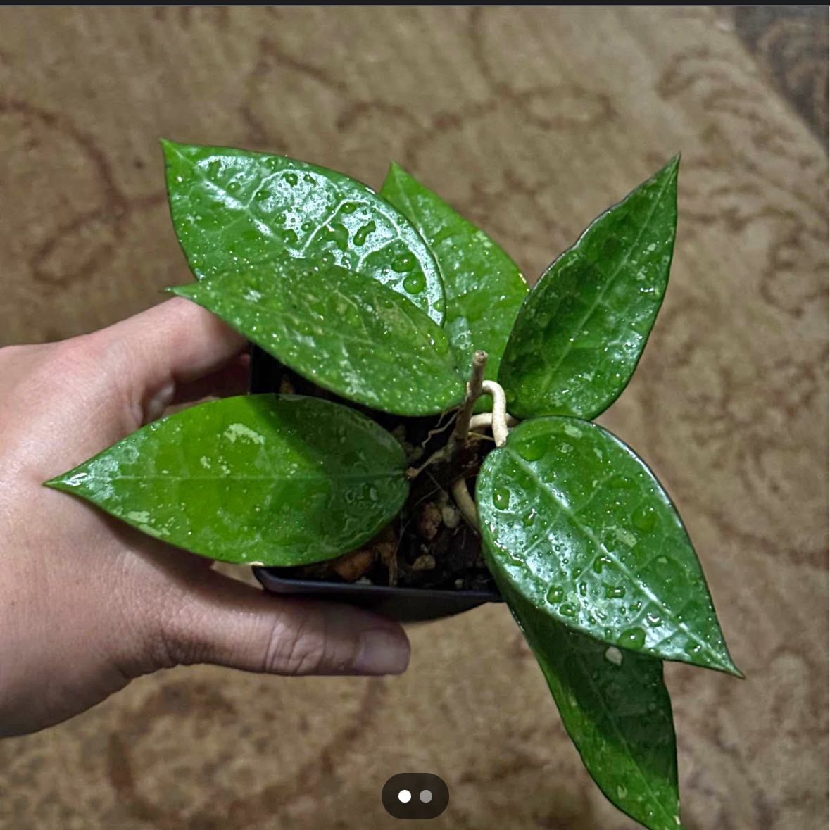Photo of the plant species Hoya parasitica 'Black Margin' by @TryRedash0 named Navajo on Greg, the plant care app