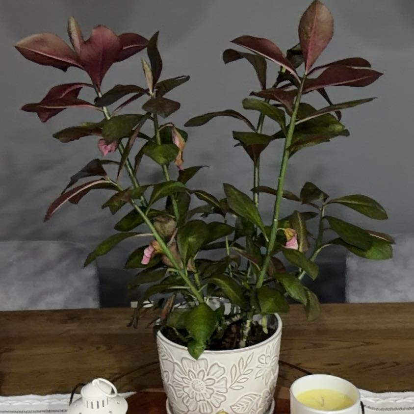 Photo of the plant species African poinsettia by @NewAnacua30 named Gomez on Greg, the plant care app