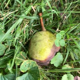 Photo of the plant species Common Pear by @HipPeperomia0 named Left Pear Tree on Greg, the plant care app