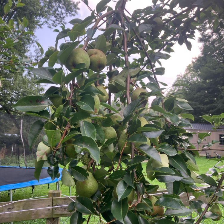 Photo of the plant species Common Pear by @HipPeperomia0 named Right Pear Tree on Greg, the plant care app