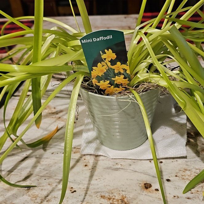Photo of the plant species Dwarf Daffodil by @ProperRedhill62 named Oscar on Greg, the plant care app