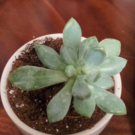 Photo of the plant species Pachyveria 'Blue Jasper' by @LegitChiltepin named Leaf Erickson on Greg, the plant care app