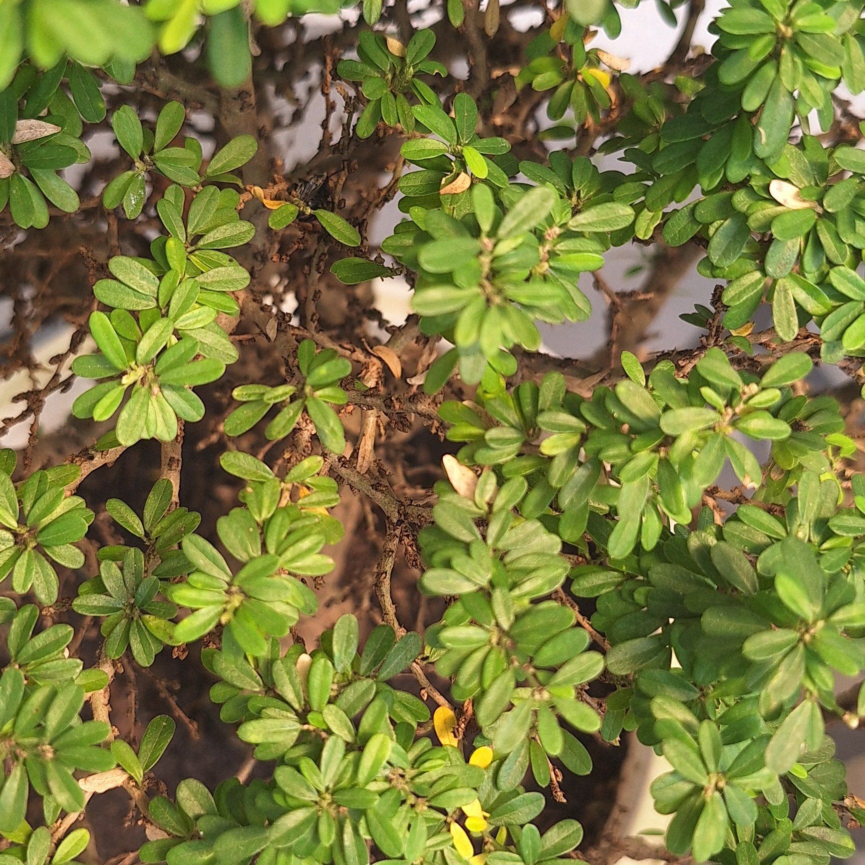 Photo of the plant species Vietnamese Bluebell Tree by @PoisedRedbush25 named Madonna on Greg, the plant care app