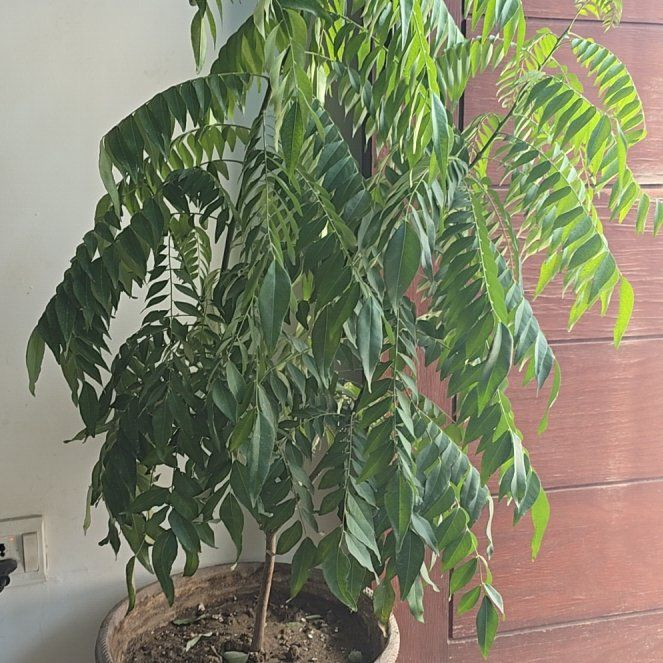 Curry Tree